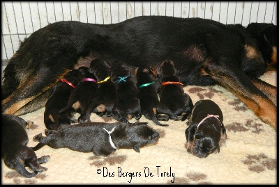 Des Bergers De Torely - Les bébés de Torely en 2013...