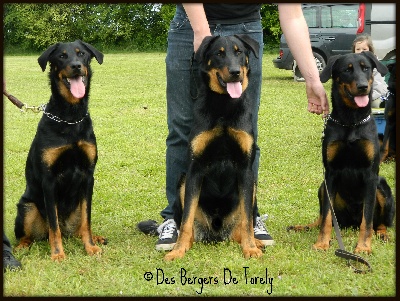 Des Bergers De Torely - Résultats de la journée Beauceronne aux Roches Premaries (86)