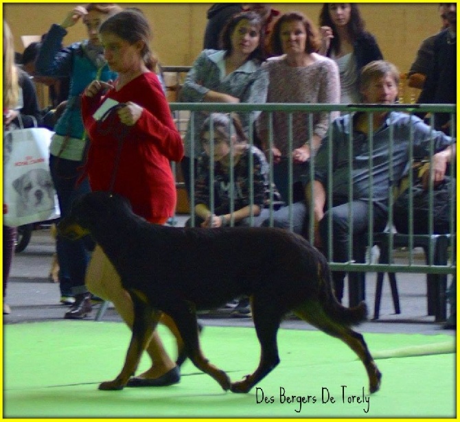 Des Bergers De Torely - Résultat d'expo