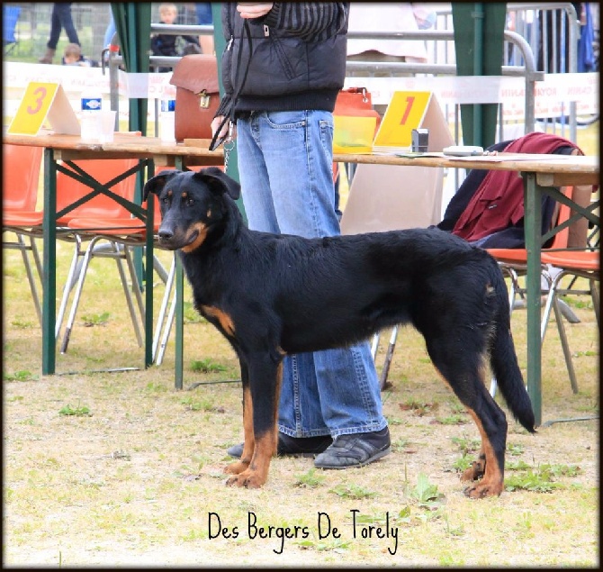 Des Bergers De Torely - Résultats d'expo