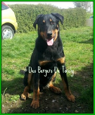 Des Bergers De Torely - Résultat de la journée Beauceronne de Viterne ( 54)