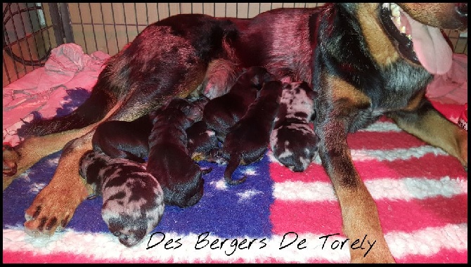 Des Bergers De Torely - Carnet rose