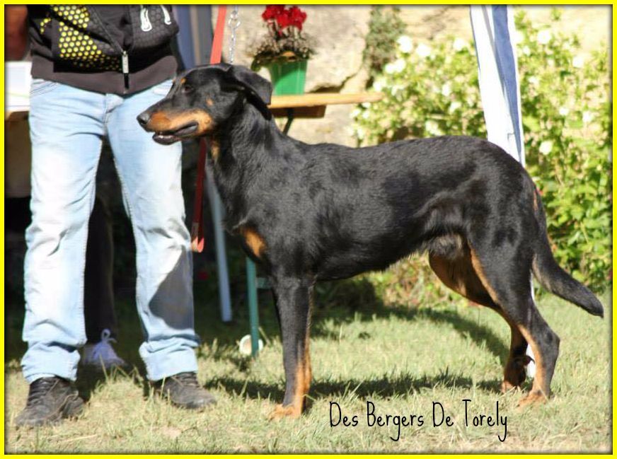 Des Bergers De Torely - Résultat d'expo