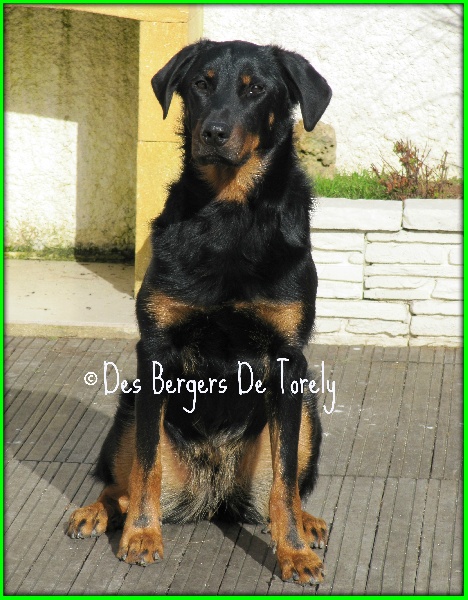 Guapa Des Bergers De Torely