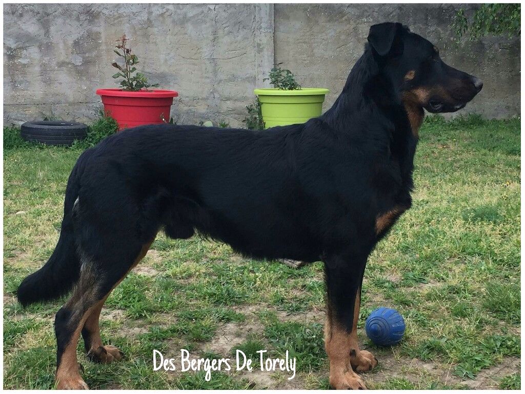 Loki Des Bergers De Torely