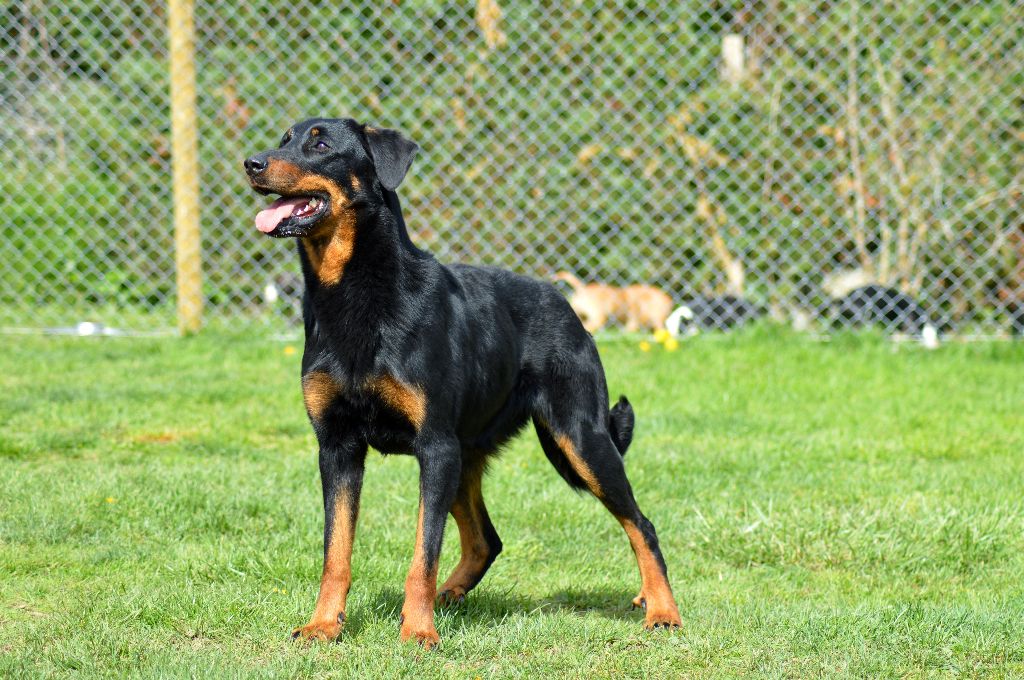 Jena Des Bergers De Torely