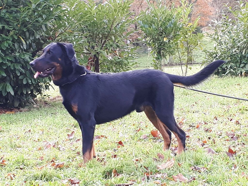 Linwood dit louko Des Bergers De Torely
