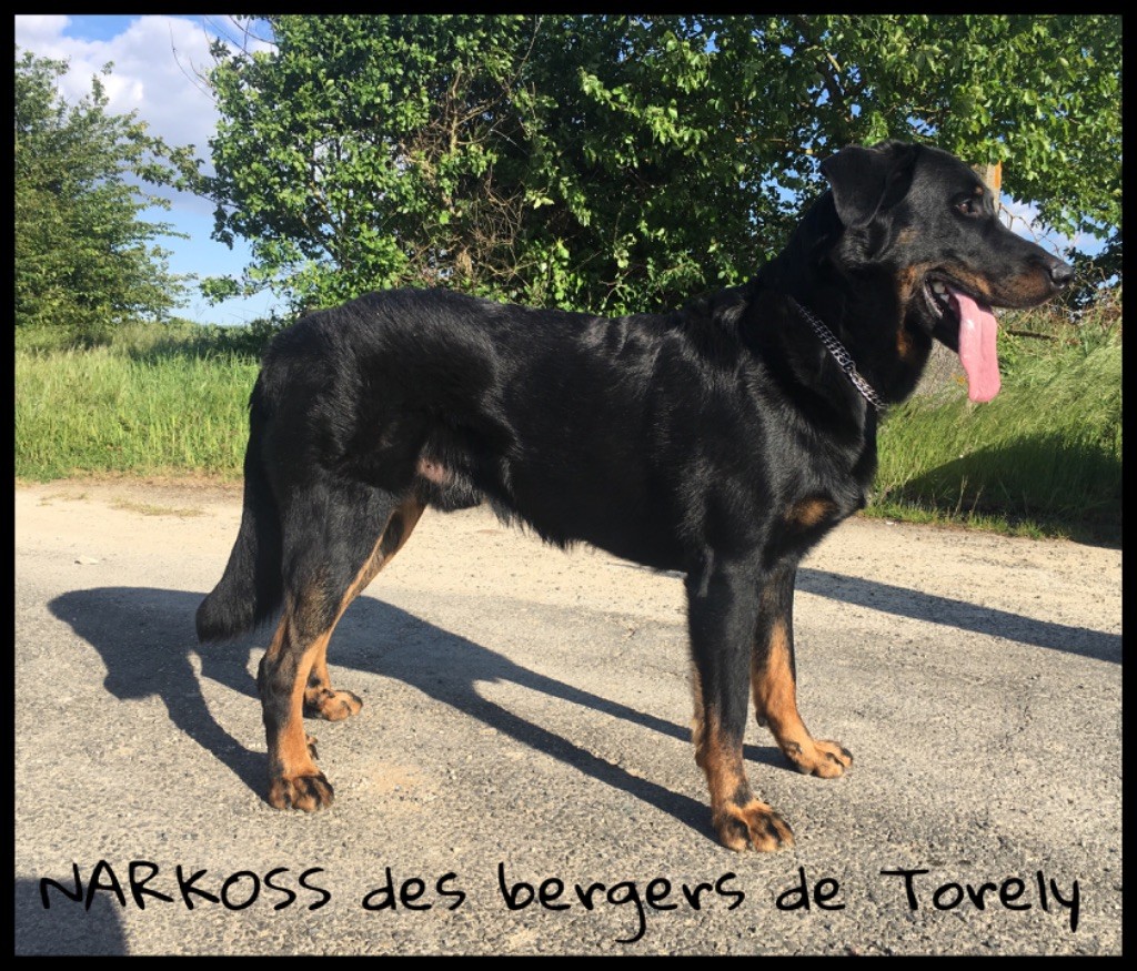 Narkoss Des Bergers De Torely