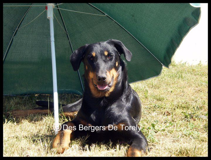 Nos Beaucerons